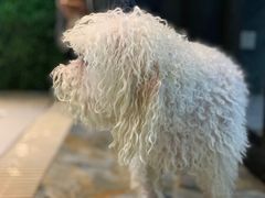 -Goku PET SHOP宠物视觉生活馆(双井店)