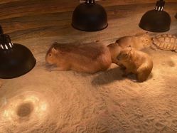 -Zoolung Zoolung动物主题公园(海信广场店)