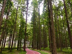 -黄海国家森林公园