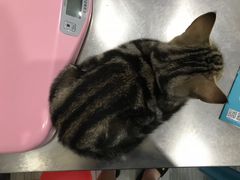 -瑞派名望志远动物医院·猫科·內科·异宠专科(直港大道店)