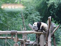 -成都大熊猫繁育研究基地