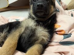 -心仪动物医院·牙专科·肿瘤·心脏科(西客站院)