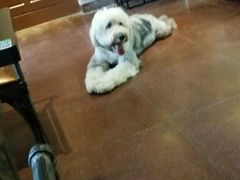 -百好乐宠物友好餐厅(朝外大街店)