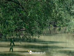 -大湾区中央湿地公园