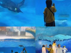 -海合安成都极地海洋公园