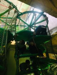 -恐龙探索乐园(磁器口店)