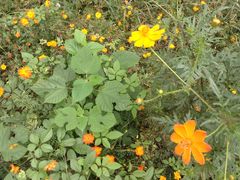 image-洪湖生态旅游区