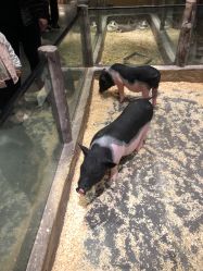 -造物庄园 萌宠纪(苏州湾歌林公园店)