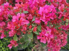 -三圣花乡旅游区