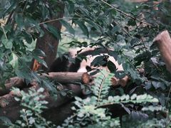 -成都大熊猫繁育研究基地