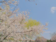 -西安青龙寺遗址景区