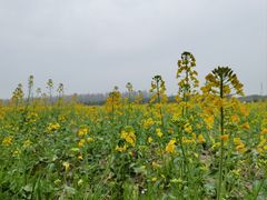 -庄行菜花景区
