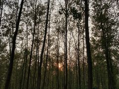 -合肥滨湖国家森林公园