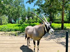 -大连森林动物园