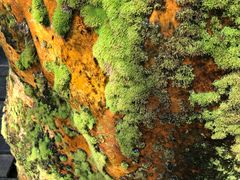 -天门沟九州驿站树上汤泉