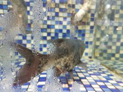 -顺德了能馆(虎门店)