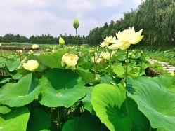 -水八仙生态园