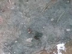 -大亚湾红树林城市湿地公园