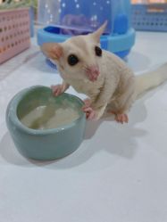 -Moni星球萌宠·小马宝莉·灵蛇·高端高阶全萌宠互动体验俱乐部(红豆国际广场店)