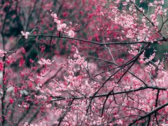 -重庆彩云湖湿地公园