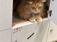 -藏猫猫咖啡主题馆(中央大道店)