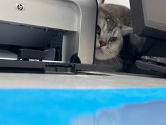 -瑞派·关忠动物医院·猫专科·犬专科(三环新城店)