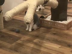 -袖虎·猫馆(体育西路店)