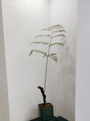 -FINE HAIR 烫染专业设计