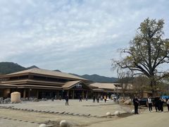 -千年银杏谷文化旅游区