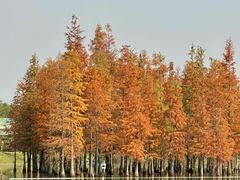 -白鹭湾湿地公园