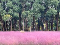 -昆山城市生态森林公园