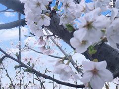 -顾村公园