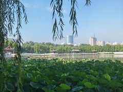 -莲花池公园