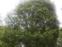 -武汉紫薇都市田园