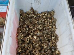 -召稼楼永茂昌粽子大王