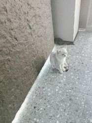 -风生造型