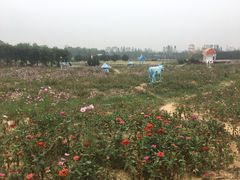 -武汉紫薇都市田园