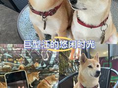 -柴犬高等学院·狗咖·柴犬售卖·宠物训练