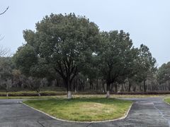 -贡湖湾湿地公园