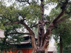 -大觉寺-停车场