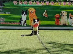 -宠物寄养训练学校
