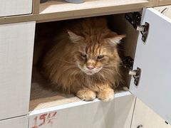 -藏猫猫咖啡主题馆(中央大道店)