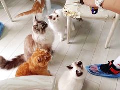 -喵的天空名猫咖啡馆·撸猫·猫舍·用品