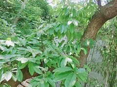 -石老人观光园