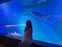-哈尔滨波塞冬海底世界