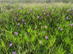 -汉长安城未央宫国家考古遗址公园