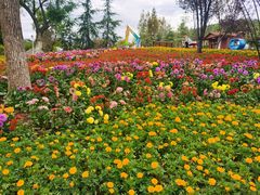 -铁山坪森林公园