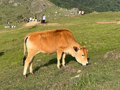 -大姆山草场