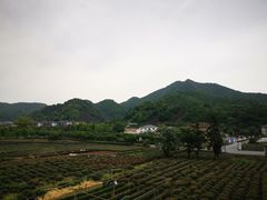 -龙坞茶村