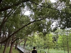 -昆山城市生态森林公园